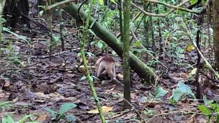 Corcovado Northern Tamandua Anteater Walking