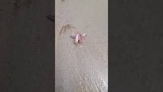 Patong Beach Phuket - Pink Crab