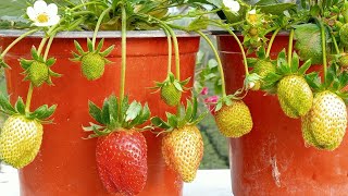 How to grow a strawberry || Rooftop garden, growing from small to large