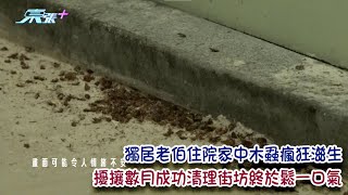 獨居老伯住院家中木蝨瘋狂滋生 擾攘數月成功清理街坊終於鬆一口氣