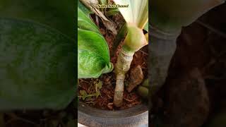 ஒரு கல் இரண்டு மாங்காய்☺️/ snake plant collection