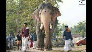 ഗജകൗസ്തുഭം പല്ലാട്ട് ബ്രഹ്മദത്തൻ. പല്ലാട്ട് ബ്രഹ്മദത്തന്റെ നീരാട്ട് . PALLATTU BRAHMADATAN