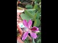 kachnar ka flower khil gaya.vijaya s creative garden.youtube shorts.