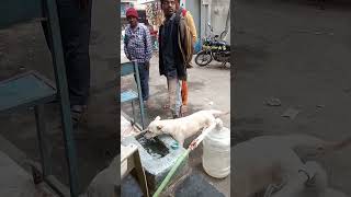 Animal help 🙏 प्राणी सेवा हीच ईश्वर सेवा #shots #youtubeshorts #doglover #trending #viralshorts #sub