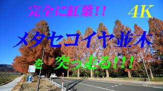 完全に紅葉！！【メタセコイヤ並木】　を突っ走る！！！　【４Ｋ】　2020年12月4日   Metasequoia trees