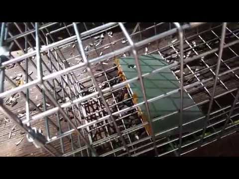 Havahart squirrel trap in action Havahart squirrel trap in action