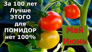 Помидор будет ВАЛОМ  ЖАЛЬ ЧТО РАНЬШЕ НЕ ЗНАЛ  ТОМАТЫ ВМИГ ЗАПЛОДОНОСЯТ  Подкормка для помидор