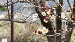 鹿児島市お散歩動画｜2月6日 梅の花がやっと咲き出した石橋記念公園へ  (^^) Shot on iPhone12 Pro Max