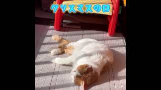 FIP治療中のウルル頑張ったね #保護猫