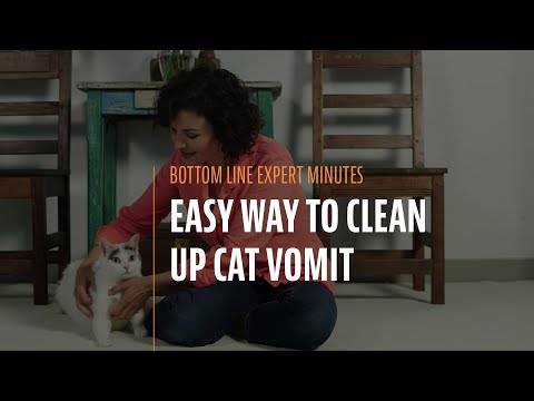 Easy Way to Clean Up Cat Vomit Easy Way to Clean Up Cat Vomit