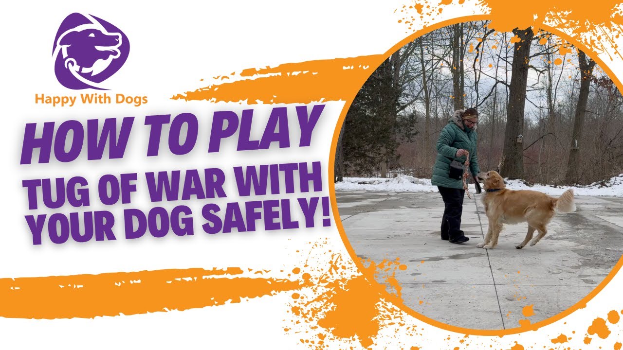 How To Play Tug Of War With Your Dog Safely Training Tips Youtube