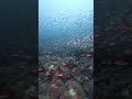 Phoenix Divers Koh Tao | Scuba Diving Thailand | School of fish over Chumphon Pinnacle and boat shot