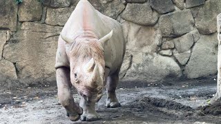 アルゴちゃんとマロくんのようすです【‎2023‎年‎11月‎2日】【上野動物園】ヒガシクロサイ