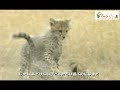 草原を行く赤ちゃんチーターたち 　 　wild animals in africa mothers are hard in every world.