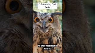 10 interesting🦉 Owl Facts #Owl #Birds #kidslearning #owls