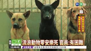 流浪動物零安樂死 明天起執行