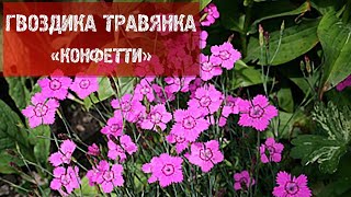 ГВОЗДИКА ТРАВЯНКА 'КОНФЕТТИ'