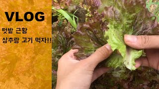 귀농VLOG🥬🍅농사 근황/심었던 녀석들이 자라난다/직접키운 야채