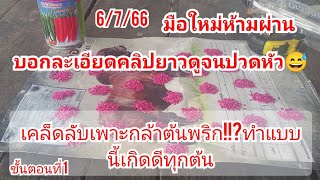 เทคนิค!!?ep1วิธีเพาะเมล็ดพันธุ์พริก!!!ต้นกล้าเสมอกันทุกแผงบอกแบบละเอียด