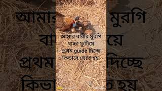 কি সুন্দর ছোট ছোট মুরগির বাচ্চা