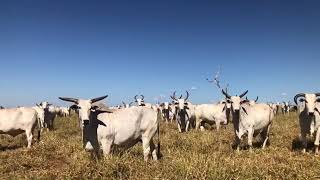 Js Bovinos - Boiada castrada e erada!!!! Raro de se ver hoje em dia ..