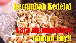 Bikin Kecambah Kedelai Sendiri hanya 3 hari | Gara gara PSBB