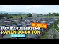 Sukses Ternak Lele Kolam Terpal, Dari Merugi Kini Jadi Farm Ikan Lele Terbesar di Jogja