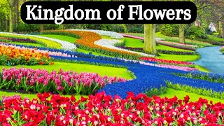 Kingdom of Flowers || Keukenhof Netherlands || Universe \u0026 Science