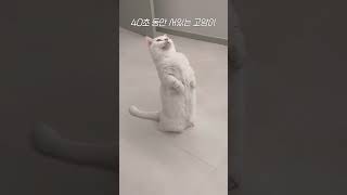 40초 동안 서있는 고양이 ... #cat #shorts #munchkin