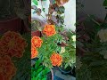 Marigold deadheading #trending #viral #shorts #youtubeshorts #shortsvideo #viralvideo #video