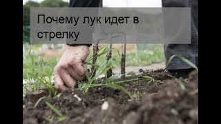 Почему лук идет в стрелку