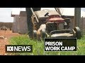 ‘You feel useful’: Prison work camp helping inmates prepare for life on the outside | ABC News