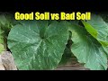 Side by Side Comparison of Squash Grown In Good & Bad Soil