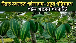 উন্নত জাতের পটল চাষ- কিভাবে পটল চাষ করলে প্রচুর ফলন পাবেন| পটল গাছের পরিচর্যা|