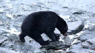 Black bear eating salmon eggs in Alaska. イクラ好き贅沢クロクマ