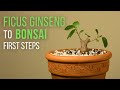 First steps for making a Ficus microcarpa ginseng Bonsai: repotting and pruning