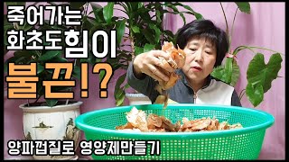 초간단 양파 껍질로 영양제 만들기! - 주말농장 [일꾼TV]