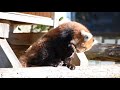 レッサーパンダ 賢健／野毛山動物園