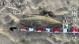 鳥山\u0026ナブラが発生する遠州灘サーフで青物きた