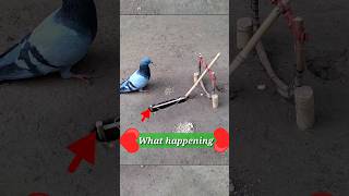Pigeon trap | bird trap | birds | #shorts #youtubeshorts #ytshorts