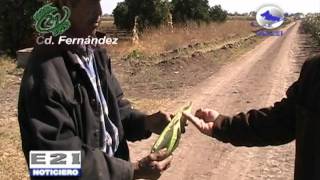 agricultores de la colonia agricola 20 de noviembre pierden sus cosechas