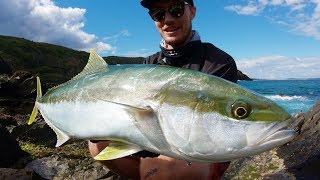 Yellowtail Kingfish