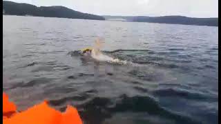 Swimming across the Veľká domaša lake on the 27th of June 2021