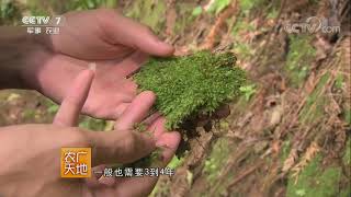 【Agriculture And Nature】20171120 | CCTV Military