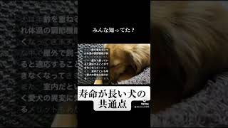 寿命が長い犬にはこんな共通点があります。#shorts