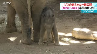 待ってました！ゾウの赤ちゃん一般公開　朝から市民が長～い行列　札幌市円山動物園