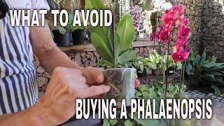 What To Avoid when Buying a Phalaenopsis. Ensure it's Longevity.