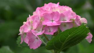 紫陽花の花が咲く岩厳寺2012.7.7撮影