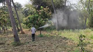 Mango pesticide spray (మామిడి లో పురుగుమందుల స్ప్రే)