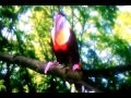 Toucan Song - In the night garden